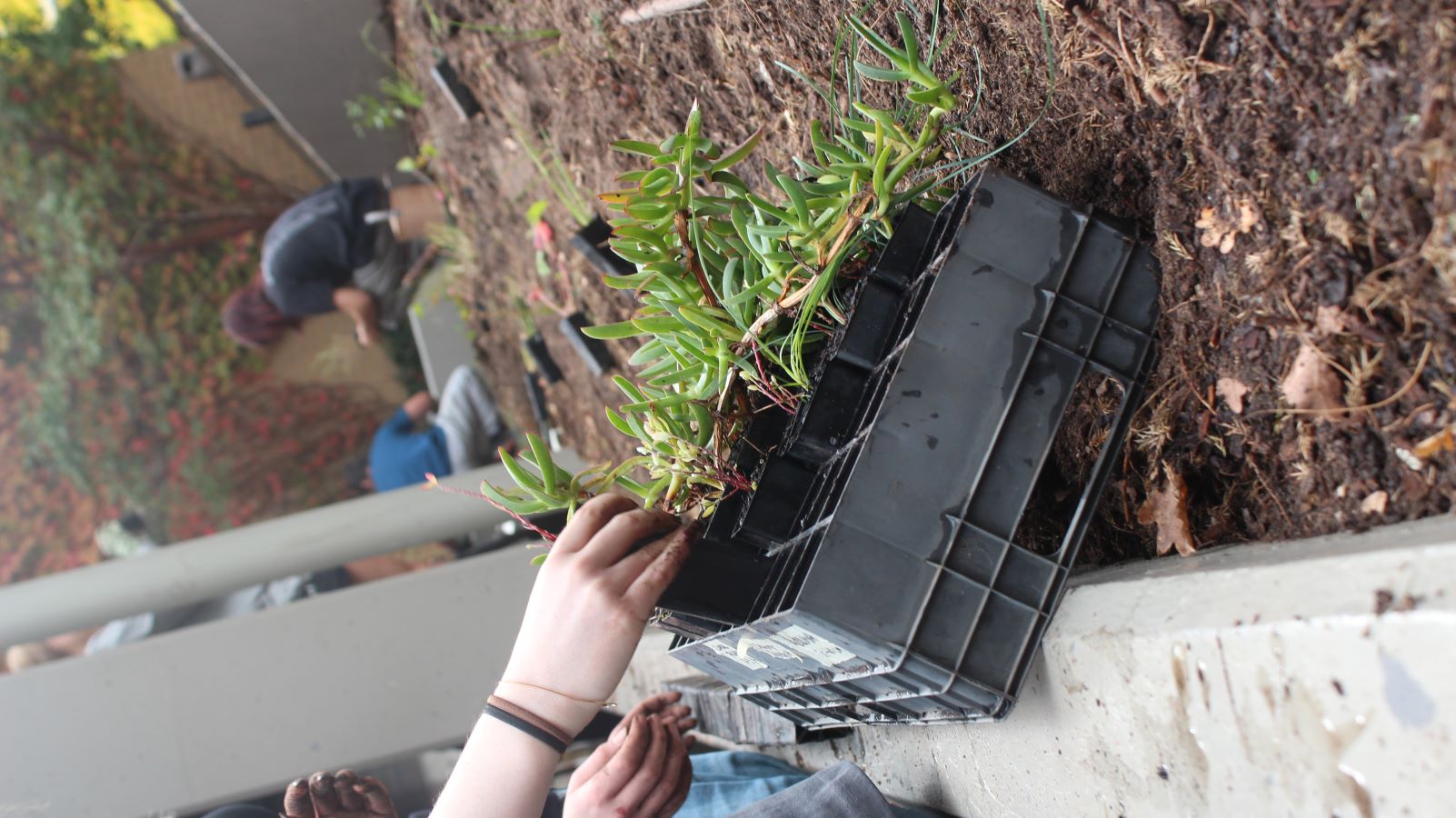 Native plants being planted