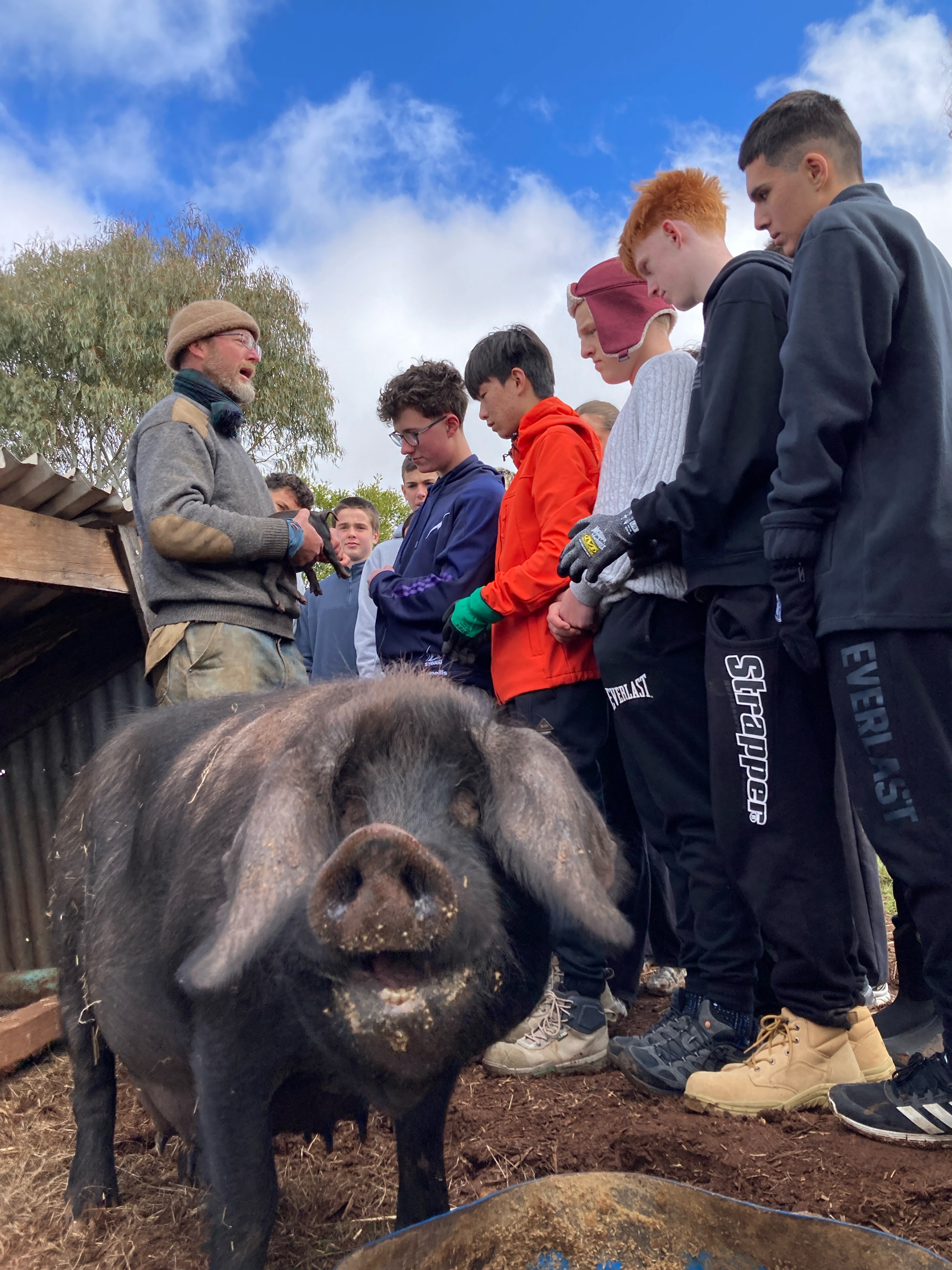 The pig at Clunes